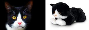 Fekete-fehér színű macsek és realisztikus plüss pajtásra