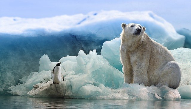Jegesmedve és egy pingvin a jégtáblán